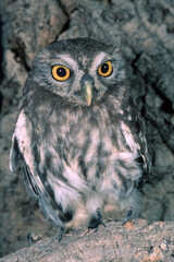 Athene noctua - small European owl,  little owl....bird of Minerva, bird of night, owl, hooter -...