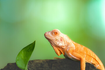 red albino iguana