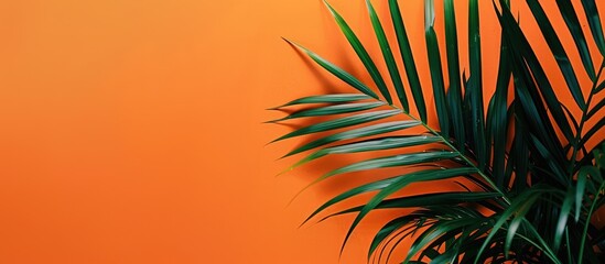 Tropical palm tree leaf against a vibrant orange backdrop, with room for text.