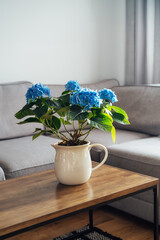 Ceramic pot with blue hydrangea flowers bouquet on coffee table with blurred background of modern...