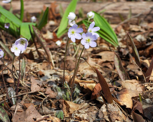 Anemone acutiloba (Sharp-lobed Hepatica) Native North American Woodland Wildflower