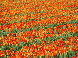 Tulpen in den Niederlanden