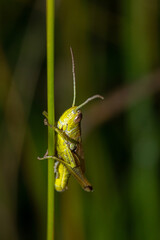 grasshopper on a straw of grass