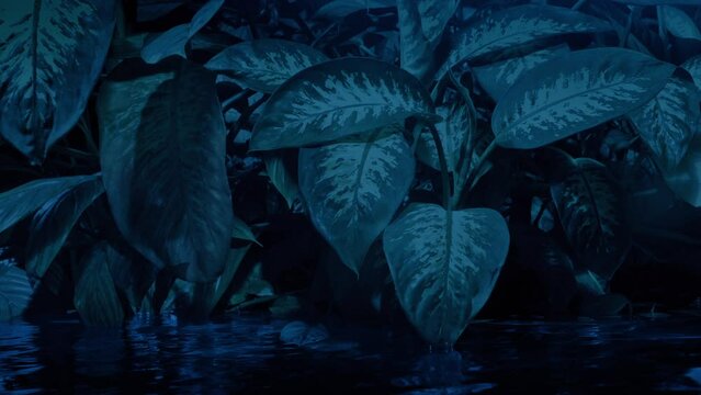 Plants By The Water In Rainforest At Dusk
