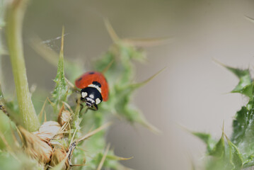 Ladybug with heart-shaped spots. Fake loving eyes