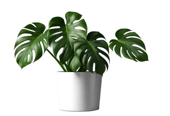 Monstera plant in modern pot or vase isolated on transparent background. House plant on white shelf.