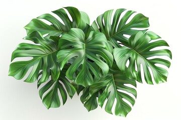 3D rendering of a Monstera with its iconic split leaves, viewed from the top, showing lush greenery in a sleek, simple pot, isolated on white