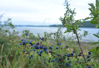 Prunus spinosa plant with berries at the atlantic shore © Sinuswelle