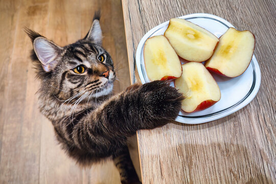 Maine coon cat stealing food from the table