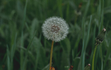 Dandelion close-up, one flower, bloomed, nature, greens, white