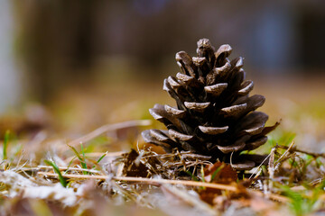 松ぼっくりのアップ