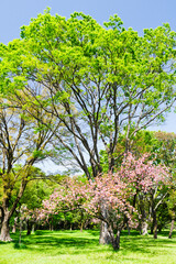 新緑と桜
