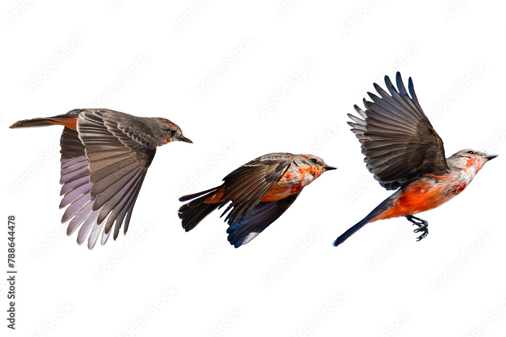 Wall mural vermilion flycatchers (pyrocephalus rubinus) in flight, on a transparent png background