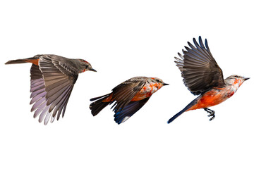 Vermilion Flycatchers (Pyrocephalus rubinus) in Flight, on a Transparent PNG background