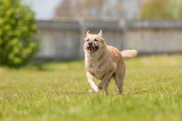 Happy red mongrel dog running on the green grass