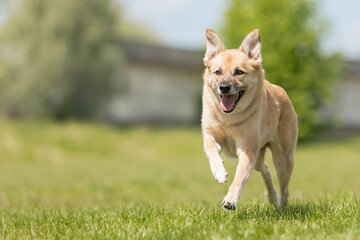 Happy red mongrel dog running on the green grass