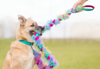 Cute mutt dog playing with colorful toy. Concept of dog playing, cynological school and dog adoption - obrazy, fototapety, plakaty