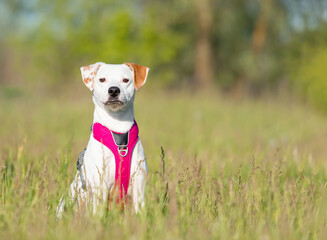 White with red dog in pink harness sitting in the grass. Dog without breed. Mutt dog. Adopted pet