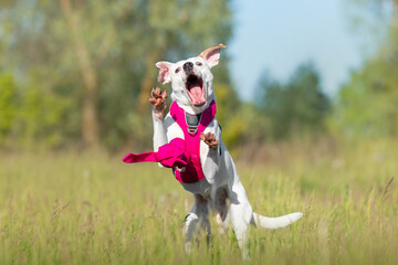 White with red dog in pink harness playing in the grass. Dog without breed. Mutt dog. Adopted pet