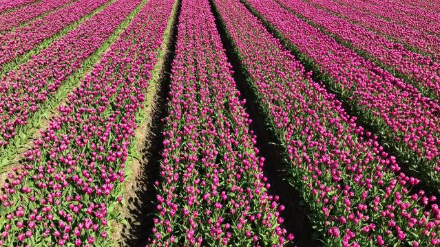 Tulip field aerial drone flying over beautiful colored tulip agriculture field in Flevoland Netherlands. Tulip fields color various areas in Holland during springtime.