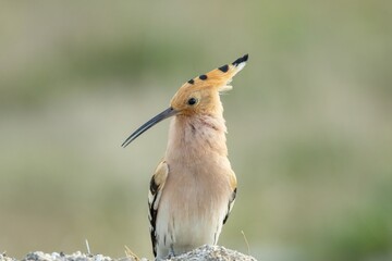 Portrait of a hoopoe © aras