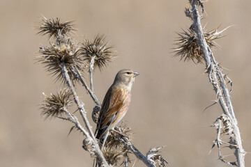 A common linnet on a plant