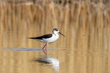 A black winged stilt wandering in the water in golden hour.