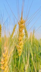 Close up of fresh ears of young green wheat in spring summer field. Agriculture scene in day light.