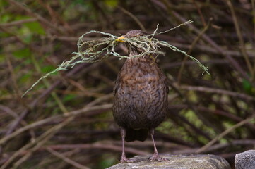 Songbird Turdus merula aka Eurasian or Common blackbird female is building her nest in springtime.