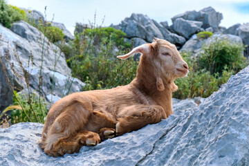 Brown goat lies on the mountain