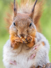 The squirrel with nut sits on a branches in the spring or summer.