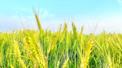 Green ears of wheat under blue sky.  Wheat field agriculture scene.