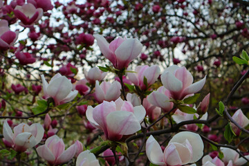 Obraz premium pink magnolia flowers