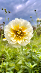 Chandra mallika flower close-up.