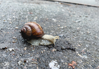 A snail crawls at a slow and steady pace along the asphalt.