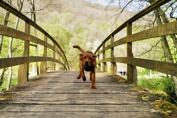 running Labrador dog on a bridge