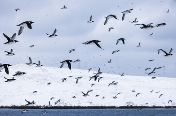 large flock of guillemots in flight