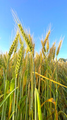 Green ears of wheat under blue sky and clouds. Agriculture field scene vertical.