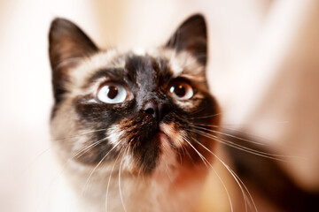 Beautiful, very cute face of a Siamese cat, on a beige background, close-up