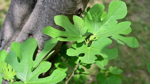 Leaves of a fig  tree in the garden