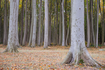 Baumstämme im Gespensterwald Nienhagen an der Ostsee  im Herbst, 