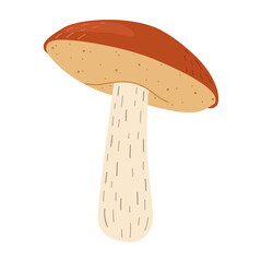 Orange birch bolete mushroom. Leccinum fungi. Edible forest mushrooms. Vegetarian fungi brown cap boletus. Botanical flat vector illustration isolated on white background. 