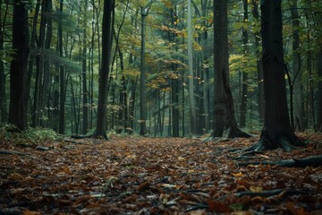 Temperate forest, seasonal changes, deciduous trees, forest floor life - obrazy, fototapety, plakaty