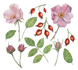 Dog rose, rosa canina watercolor floral clipart. Pink flower, rose hips, buds and leaves of wild rose. Botanical briar illustration for design, printing, beauty, cosmetics, perfume, labels, food