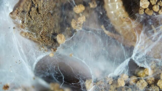 Relic insecta Embia savignyi under a microscope, family Embiidae, feed on decaying plant remains, build silk passages along which they move.