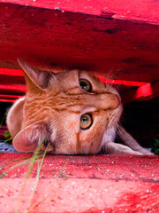 gato deitado a olhar para longe de baixo de madeira vermelha, a ver-se os olhos a brilhar à luz - obrazy, fototapety, plakaty