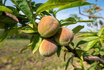 close-up view of small peaches growing among branches