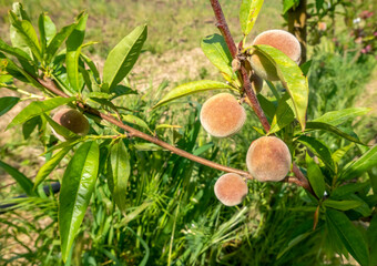 close-up view of small peaches growing among branches