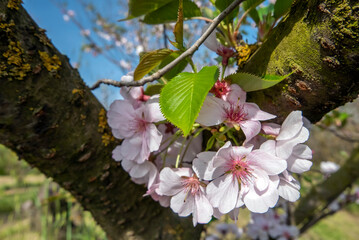 delicate view of flowering among the branches in spring