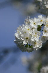 Wiosenne kwiaty wiśni, w promieniach słońca   © Marcin